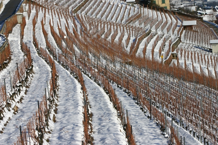 Vignes neige Chardonne - 058